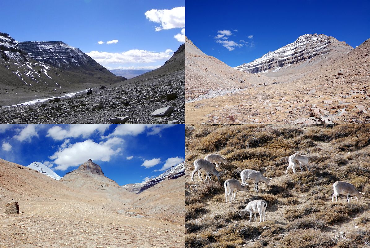 42 The Trail Down The Eastern Valley Rejoins The Trail From Selung Gompa With Some Sheep On The Hills On Mount Kailash Inner Kora Nandi Parikrama From the bottom of the Nandi Pass (13:25, 5500m), it was straightforward and easy walking down the Eastern Valley, reaching the trail from earlier in the morning. We stopped briefly to admire the sheep gazing contentedly on the hills above.